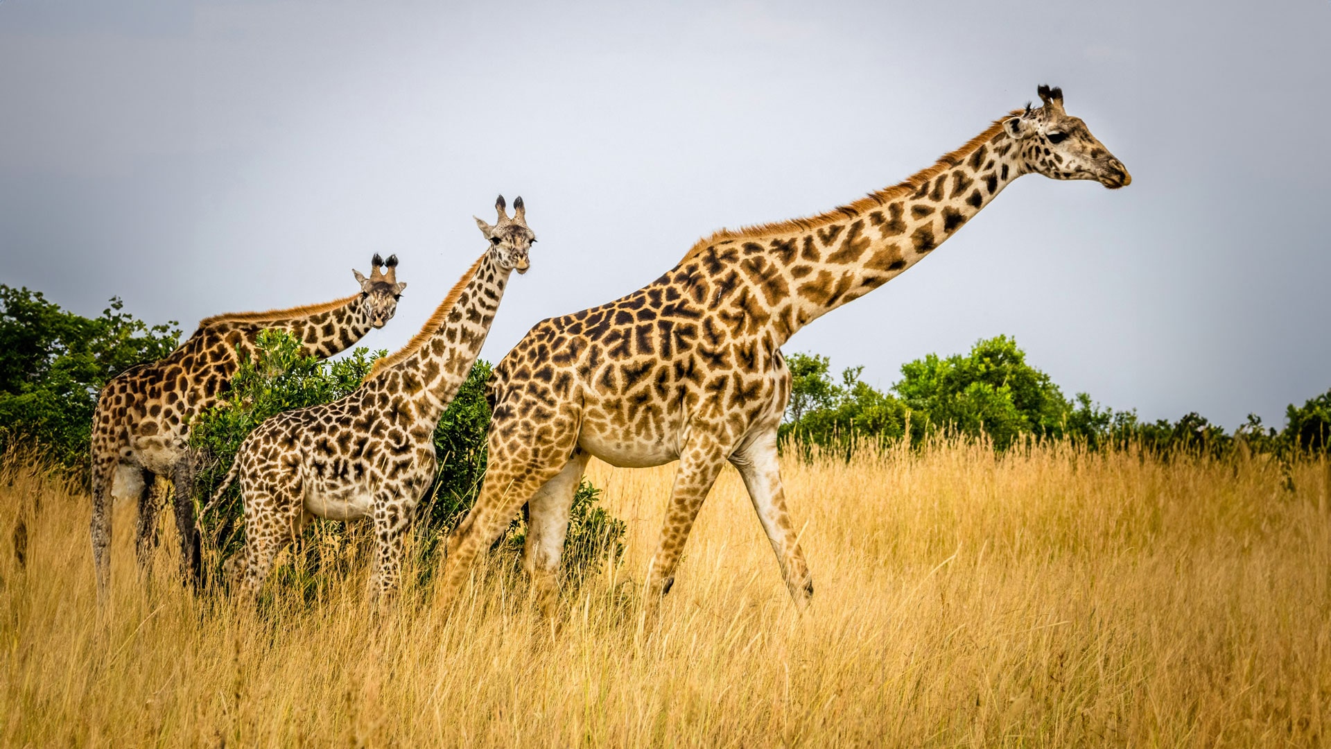 Namibia Safari Rossini Travel Service